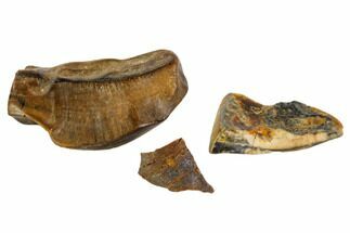 Three Triceratops Tooth Fragments - Montana #103643