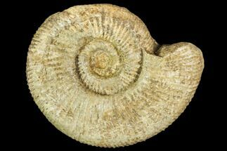 Fossil Ammonite (Lithacoceras) - Germany #104578