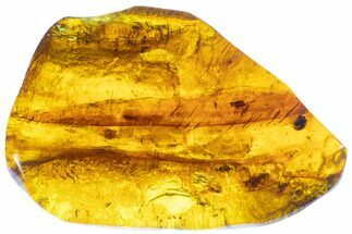 Fossil Amber With Insect Inclusion ( g) - Mexico #104237