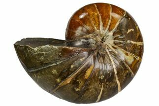 Fossil Nautilus (Eutrephoceras) - Montana #104543