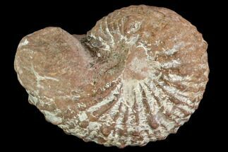 Fossil Ammonite (Trachyscaphites) - Texas #104547