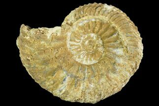 Fossil Ammonite (Cardioceras) - France #104550