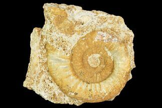 Fossil Ammonite (Choffatia) - France #104557