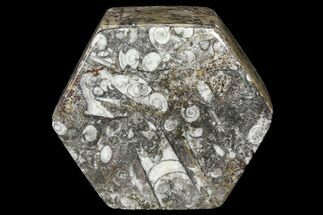 Lot: Hexagonal Goniatite & Orthoceras Jewelry Boxes - Pcs #104026