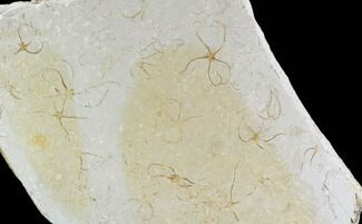 Brittle Star (Ophiopetra) Multiple Plate - Solnhofen Limestone #104292