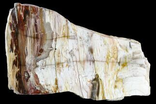 Petrified Wood (Araucioxylon) - Circle Cliffs, Utah #104641