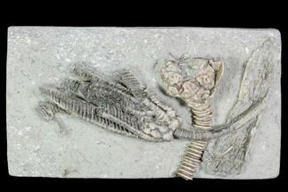 Crinoid Plate With Five Crinoids - Crawfordsville, Indiana #104751