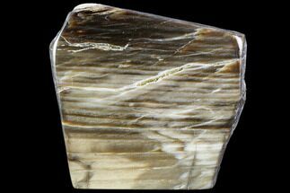 Petrified Wood Slice - Tom Miner Basin, Montana #104862