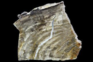 Petrified Wood Slice - Tom Miner Basin, Montana #104866