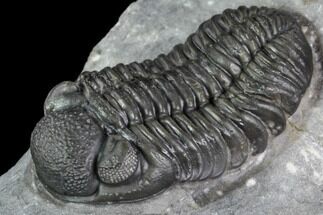 Adrisiops Weugi Trilobite - New Phacopid Species #104959