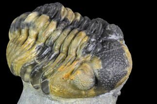 Multi-Colored Phacops Araw Trilobite #104966