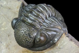 Gerastos Trilobite Fossil - Great Detail #105156