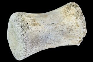 Dinosaur Caudal Vertebra - Aguja Formation, Texas #105043