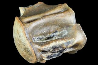 Fossil Vertebra (Gar) - Aguja Formation, Texas #105061