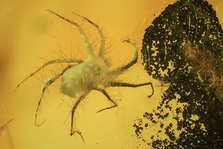 Fossil Hairy Mite (Parasitidae) In Baltic Amber #105461