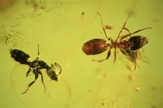 Two Fossil Ants (Formicidae) & A Beetle (Coleoptera) In Baltic Amber #105485