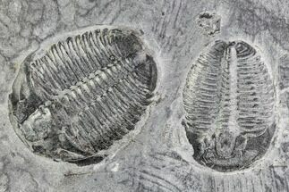 Elrathia Trilobite Pair In Shale - Wheeler Shale, Utah #105579