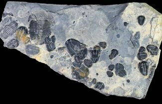 Elrathia Trilobite Cluster - Wheeler Shale, Utah #105577