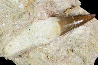 Mosasaur (Prognathodon) Tooth In Rock - Rooted! #105852