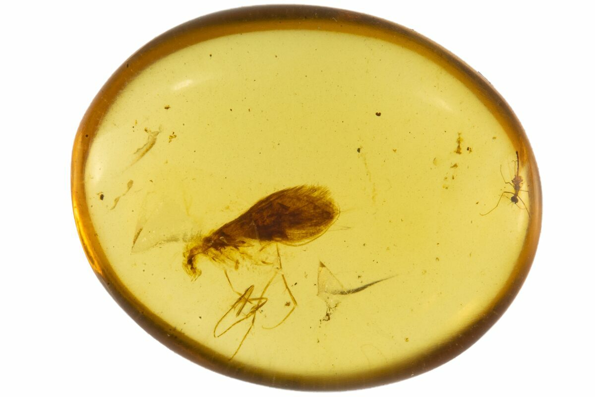 Two Cretaceous Fossil Insects in Amber Myanmar For Sale (105873
