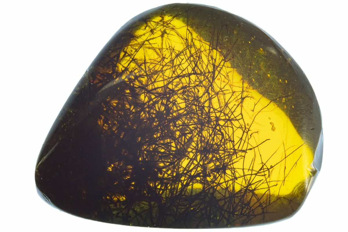 Cretaceous Fossil Plant in Amber Myanmar For Sale (105994