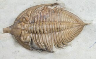 Huntonia Trilobite - Oklahoma #7516