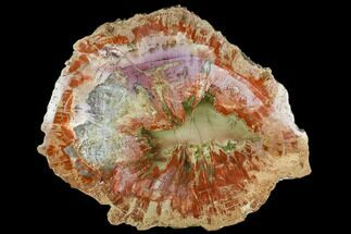 Pastel Colored, Arizona Petrified Wood Round - Agate Core #106310