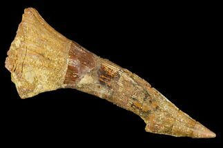 Fossil Sawfish (Onchopristis) Rostral Barb - Composite #106380