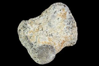 Fossil Hadrosaur Phalange (Finger) - Montana #106866