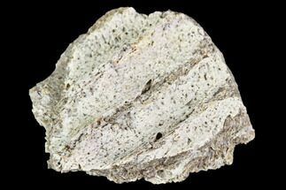 Fossil Hadrosaur Jaw Fragment - Montana #106868