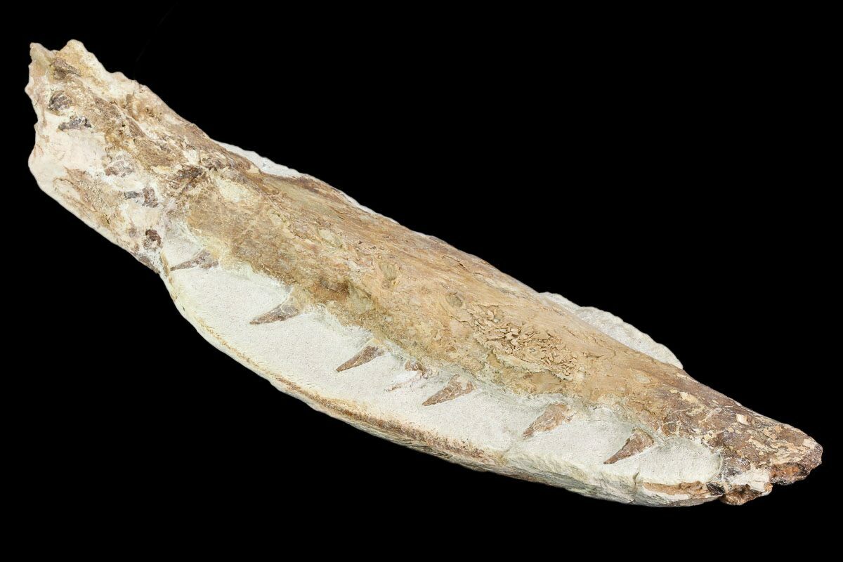 dinosaur jaw fossil