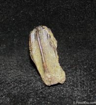 Inch Hadrosaur Tooth - Little Wear #1276