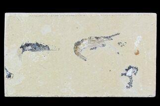 Cretaceous Fossil Shrimp Plate - Lebanon #107433