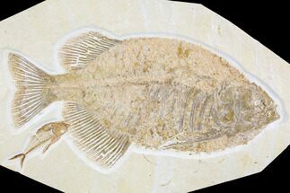 Fossil Fish (Phareodus) With Diplomystus - Wyoming #107468