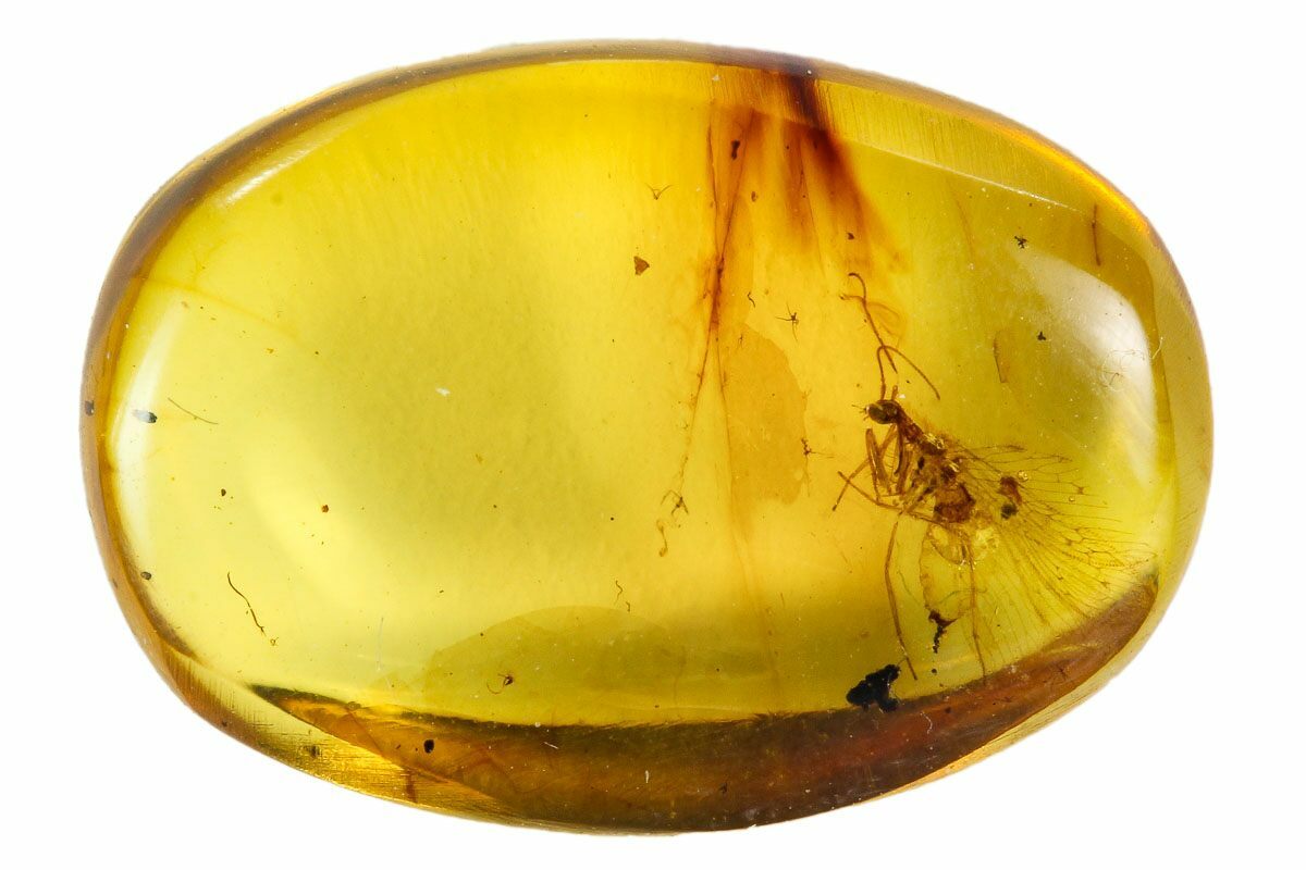 Fossil Mantis Fly (Mantispoidea) In Amber - Myanmar For Sale (#107552 ...