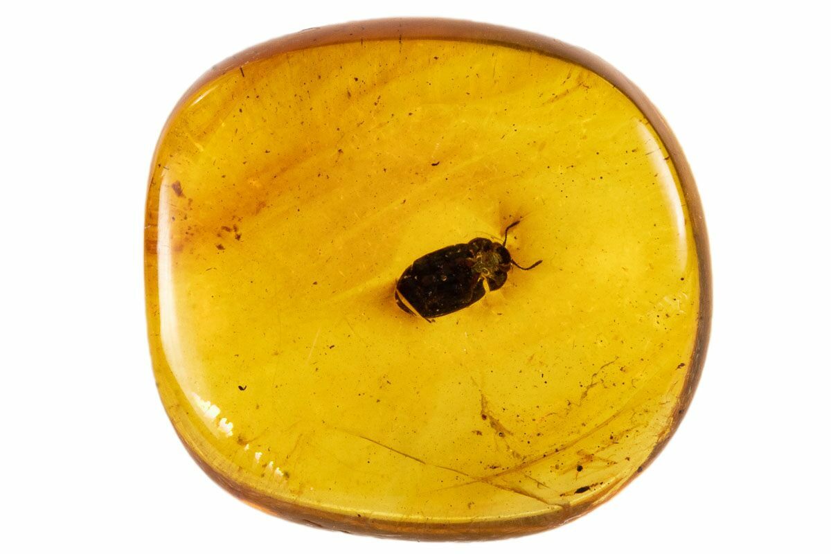 Fossil Beetle (Scarabaeidae) In Amber Myanmar For Sale (107601