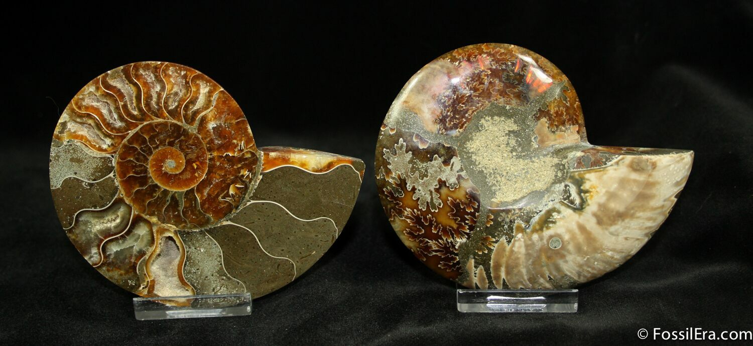 Natural Pair Iridescent Ammonite Fossil Slice - Split Polished Madagascar Stone - 30x36mm (No Hole)
