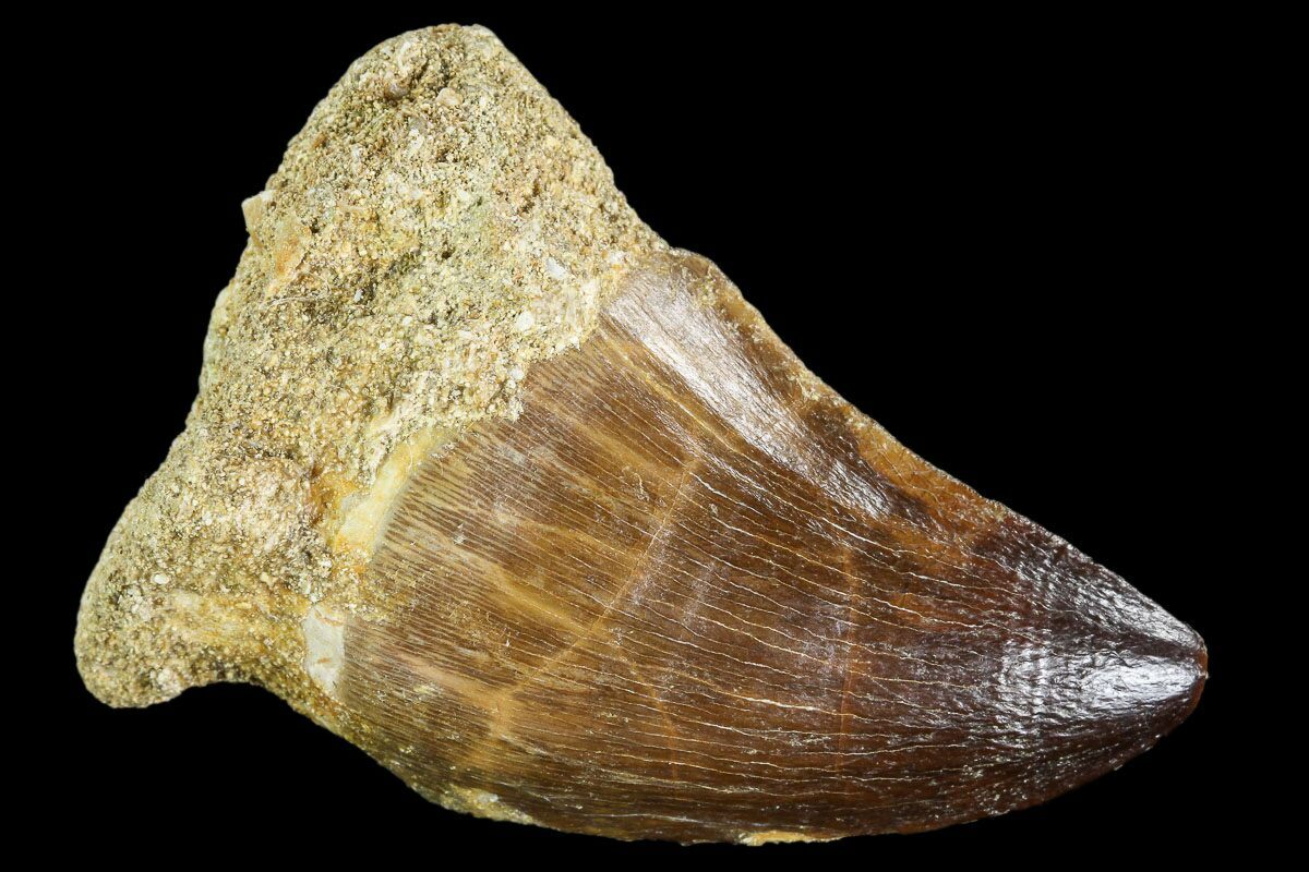 mosasaur tooth fossil