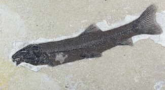 Notogoneus Fossil Fish (Scarce Species) - Wyoming #107874