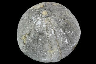 Fossil Sea Urchin (Eucosmus) - Morocco #107984
