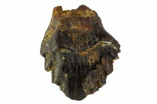 Fossil Ankylosaur Tooth - Judith River Formation #108124