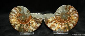 Natural Art - Inch Polished Ammonite #1285