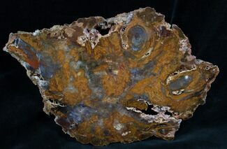 Dark Colored Hubbard Petrified Wood Slab - x #7626