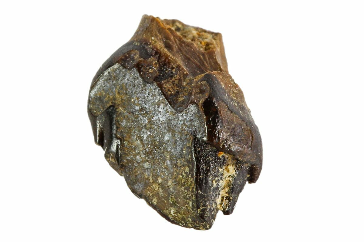 ankylosaurus fossil for sale