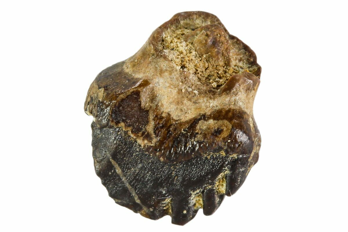 ankylosaurus fossil for sale