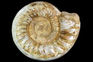 Ammonite (Kranosphinctites?) From Madagascar - Jurassic #108718