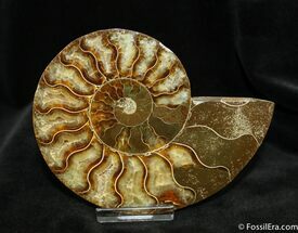 Agatized Inch Polished Ammonite (Half) #1290