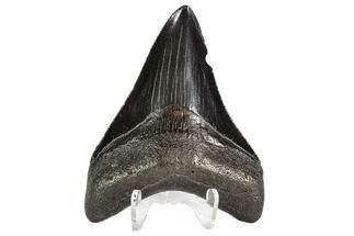 Serrated, Fossil Megalodon Tooth - With Pyrite #108858