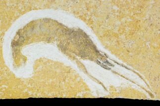 Fossil Shrimp - Solnhofen Limestone #108914