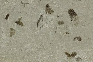 Fossil Beetle And Bee Cluster- Green River Formation, Utah #108836